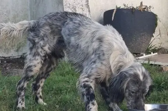 Animaux trouvés Paris, photo: Chien trouvé, Route de Ploemel, Erdeven, Paris - mâle setter anglais, collier sans médaille