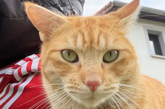 Animaux perdus Paris, photo: Chat perdu mâle, Chazay-d'Azergues, Paris - yeux verts