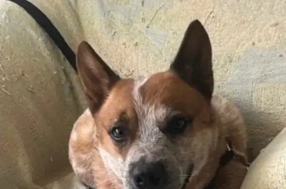 Cachorro perdido Macho (brl002...