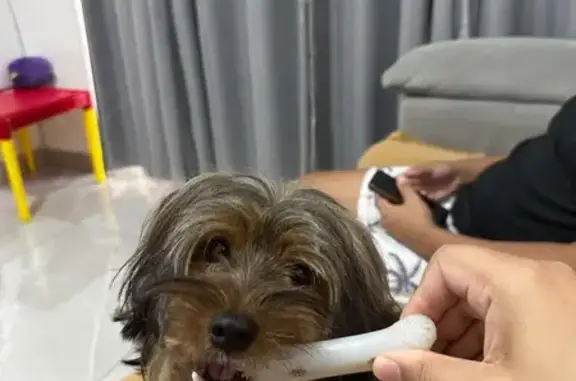 Cachorro perdido Macho (brl002...