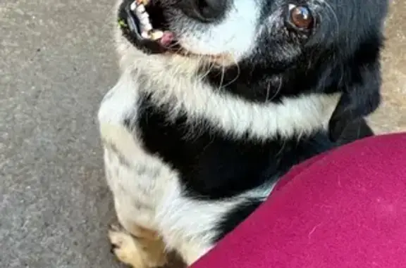 Cachorro perdido Macho (brl002...