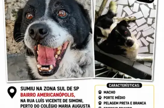 Cachorro perdido Macho (brl002...