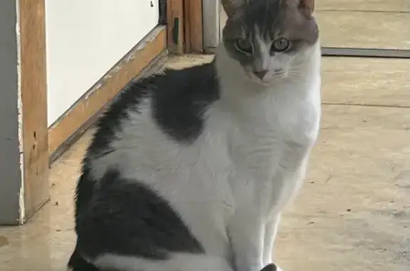 Animaux perdus Vitry-sur-Seine, photo: Perdu chat femelle, Avenue Paul Vaillant Couturier, 77, Vitry-sur-Seine - pelage blanc et taches grises