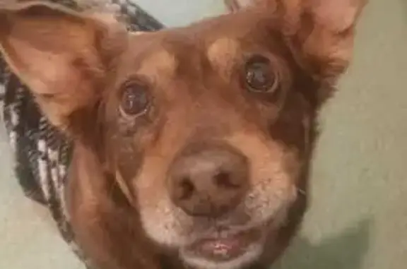 Cachorro encontrado Macho (brf...