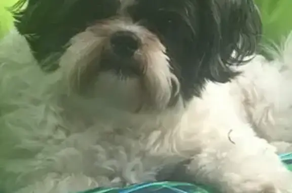 Lost dog, White River Drive, Pacific, Seattle - female, timid and scared, lots of missing teeth - photo