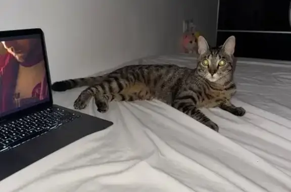 Perdido gato masculino, Carrer d'Àngel Guimerà, 6, Vilanova i la Geltru - tigrillo y pequeño - photo