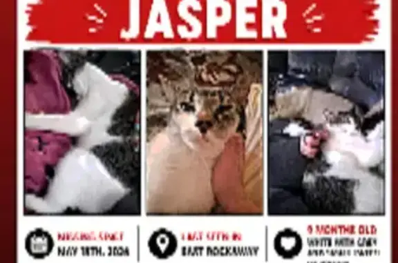Lost cat, East Rockaway, New York, Hempstead - male, white and grey with a small brown patch - photo