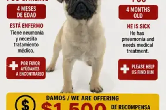 Missing dog Cutler Bay, photo: Lost dog, Coral Sea Road, 19911, Cutler Bay, Cutler Bay - male, fawn pug puppy