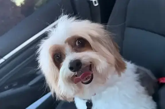 Lost dog, 28th Avenue West, 19284, Lynnwood - small, white with brown spots - photo