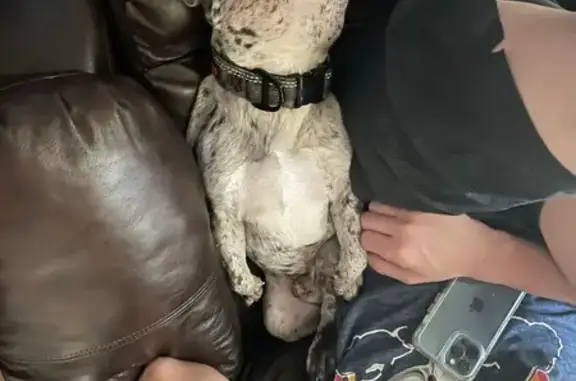 Lost dog, Berkshire Road, 708, Bakersfield, Lamont - male Frenchie with a cherry in his right eye - photo