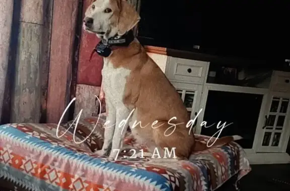 Lost dog female, Mott Road, 1341, Phelps, Phelps - red and white, friendly - photo