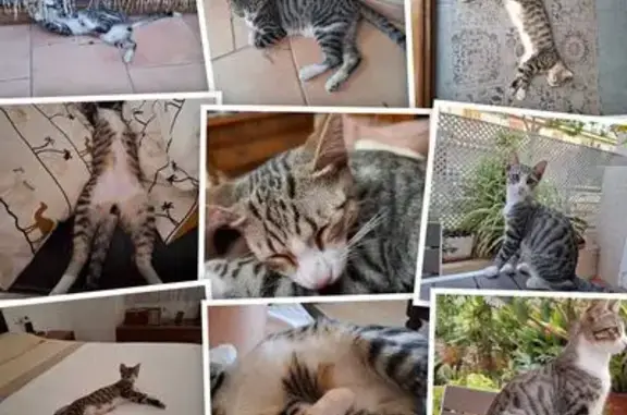 Gato perdido macho, Carrer de...