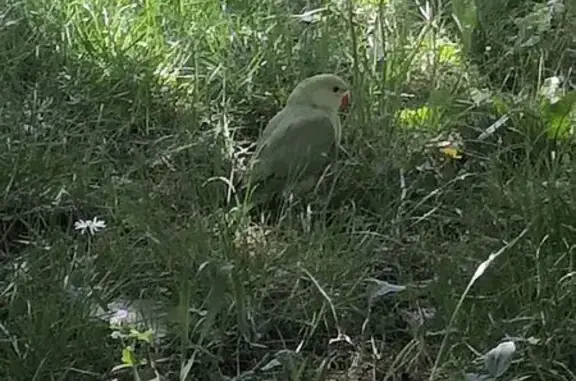 Animaux trouvés Paris, photo: Trouvée oiseau, Esplanade Pierre-Yves Cosnier, 1, Villejuif, Paris - adulte, apeurée