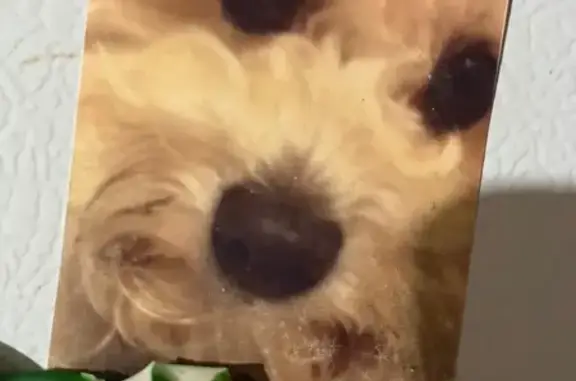 Lost dog, Simi Valley, California - male, white blind curly-haired poodle mix - photo