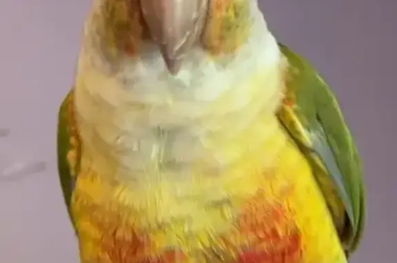 Animaux perdus Septèmes-les-Vallons, photo: Perdue oiseau, Traverse du Stade, Septèmes-les-Vallons - conure verte apprivoisée