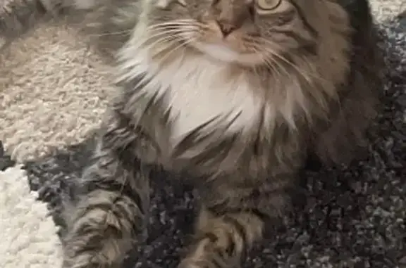 Lost cat, North Kent Street, 110, Knoxville - male Maine Coon with a bright orange collar - photo