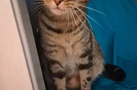 Missing cat Austin, photo: Lost cat, Eastcrest Drive, 7708, Austin - female, pink rear paw pad