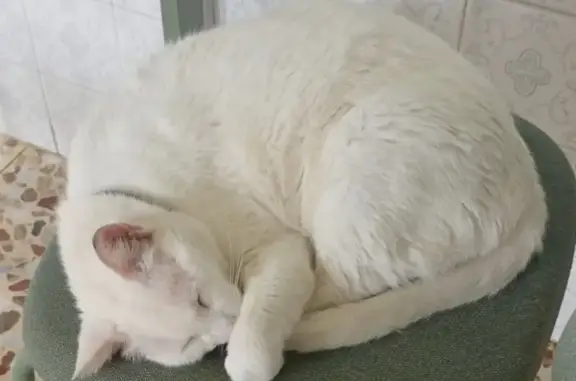 Perdido gato hembra en Caruced...