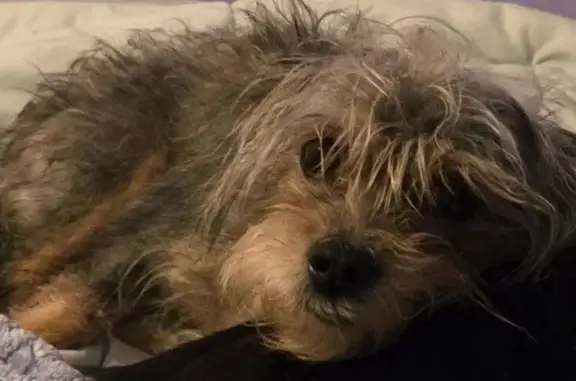 Lost dog, Springfield, Illinois - female - photo