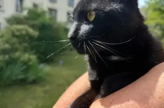 Animaux trouvés Annecy, photo: Chat trouvé, Boulevard Jacques Replat, 10, Annecy - mâle, noir, yeux jaunes