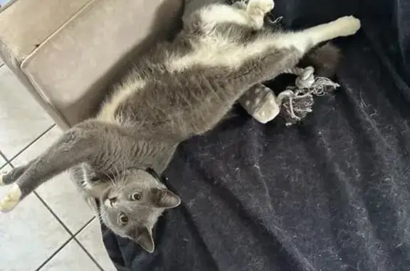 Animaux perdus Fégréac, photo: Chat perdu, Rue de la Prèverie, 4, Fégréac - chat gris sociable et joueur