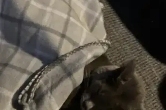 Found cat, Elm Street, 134, Pa...