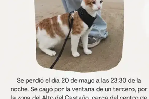 Perdido gato macho en Calle Le...