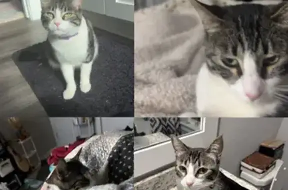 Lost cat, North Mojave Street, 317, Farmington - female tabby with purple flea and tick collar - photo