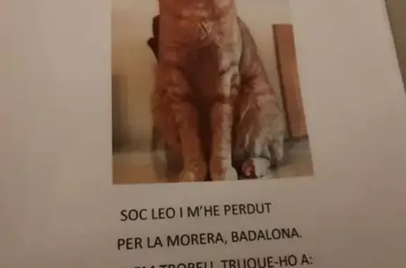 Perdido gato macho en Badalona...