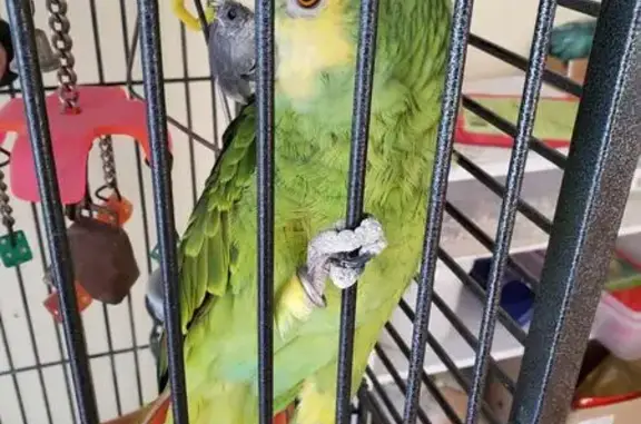Missing bird, Indianapolis (us...