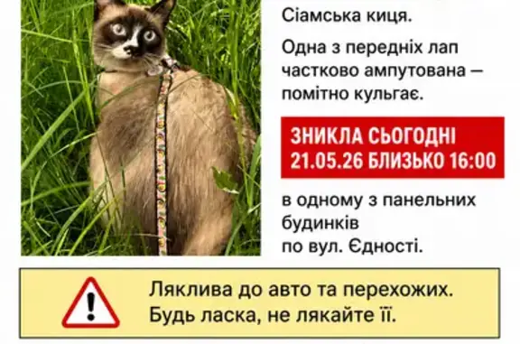 Кішки загублені, Харків, фото: Зникла кішка, вулиця Єдності, 175, Харків — сіамка, одна з передніх лапок частково ампутована