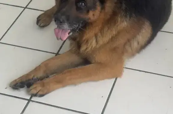 Perro encontrado San Pedro Garza Garcia, foto: Encontrado perro macho, Calle Manuel Doblado, San Pedro Garza García - collar rojo