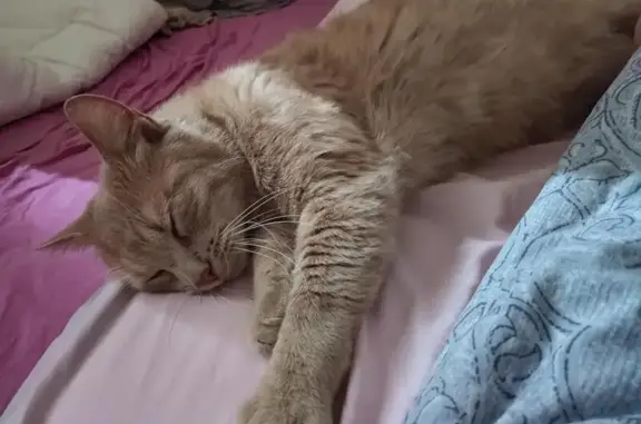 Animaux perdus Sainte-Savine, photo: Chat perdu homme, Rue Jean Renoir, Sainte-Savine, Saint-André-les-Vergers - couleur crème/roux