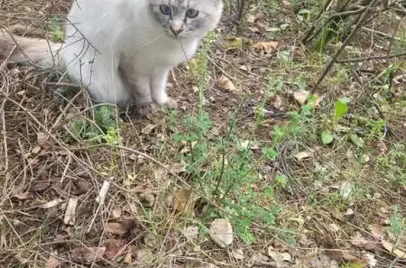 Animaux perdus Clermont-Ferrand, photo: Chat perdu, Rue de la Garenne, 14, Volvic, Clermont-Ferrand — chatte de 2 ans sacré de Birmanie