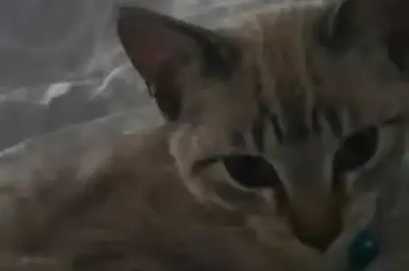 Chat perdu, Six-Fours-les-Plages, photo: Chat perdu, Résidences de l'Escapade II, Reynier, Six-Fours-les-Plages - mâle, yeux bleus