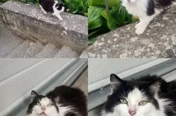 Perdido gato macho, Calle Empe...