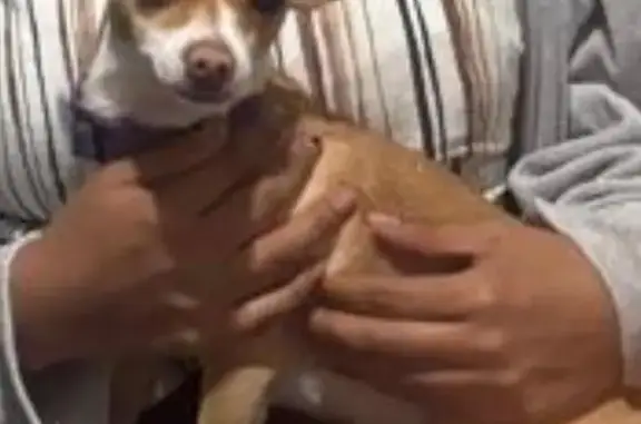 Animales perdidos Colonia del Valle, foto: Perdido perro hembra, Boulevard Adolfo López Mateos, 282, Colonia del Valle — chihuahua pequeña color café con blanco