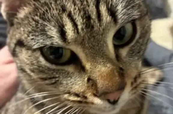 Animaux perdus Saint-Urbain, photo: Chat perdu, Allée de Bellevue, 90, Saint-Urbain - femelle, petite, tigrée