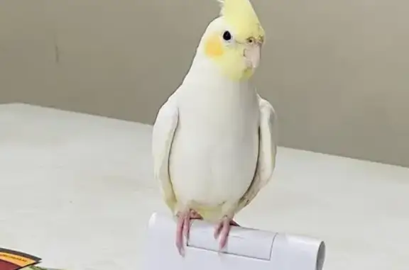 Lost bird, Gino Street, Adelaide, Salisbury - male, white body, red cheeks, yellowish hair - photo