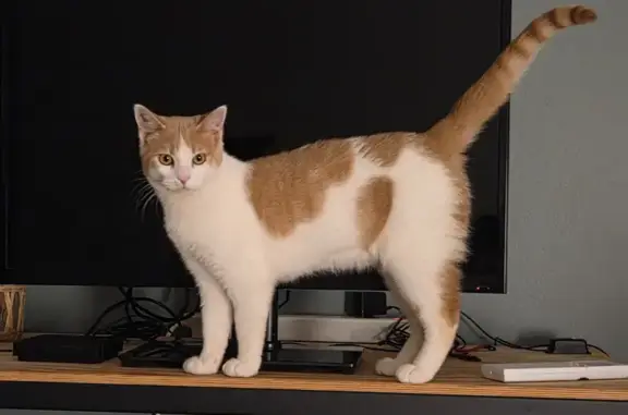 Animaux perdus Torreilles, photo: Chat perdu, homme, Rue Coco Chanel, Torreilles - collier bleu