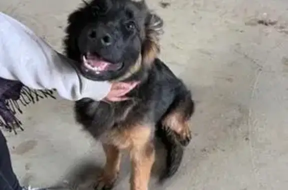Lost dog, Metcalfe-Redesdale Road, Mount Alexander, Melbourne - female, black and tan, with a collar and microchipped - photo