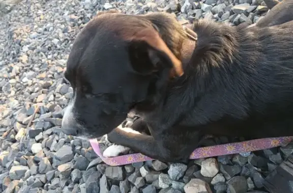 Lost dog, West 1st Street, 106, Chico - male - photo