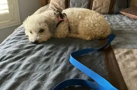Lost dog, Theodore Road, 269, Akron - female, wearing pink collar - photo