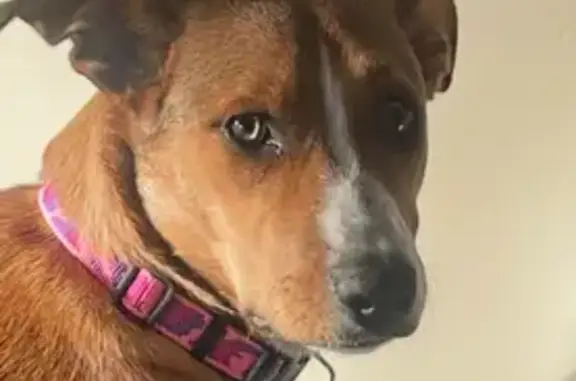 Missing dog Female, Lyndhurst (al496319) - photo