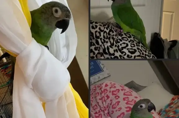 Lost bird, male, Freeport, New...