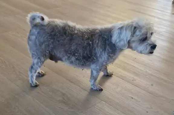 Found dog Urraween, photo: Found dog, Keppel Court, Kawungan area, Hervey Bay, Urraween - friendly little boy