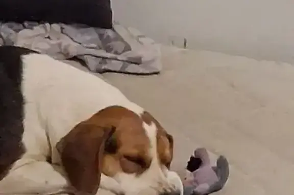 Lost dog, Treemont Circle, 4987, Tasso Heights, Cleveland - female - photo