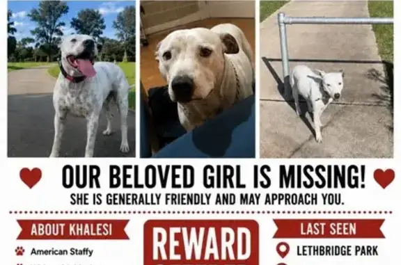 Lost dog, Mangariva Avenue, 25, Blacktown, Saint Marys - female American staffy, white with black spots - photo