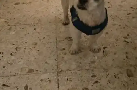 Animales encontrados San Luis Potosi, foto: Encontrado perro macho, Zenon Fernandez, 1011, San Luis Potosí - con perchera azul