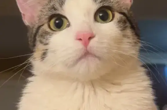 Lost cat, Robin Drive, 8901, Des Plaines - female, smaller cat - photo